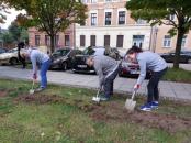 Pflanzaktion Narzissen